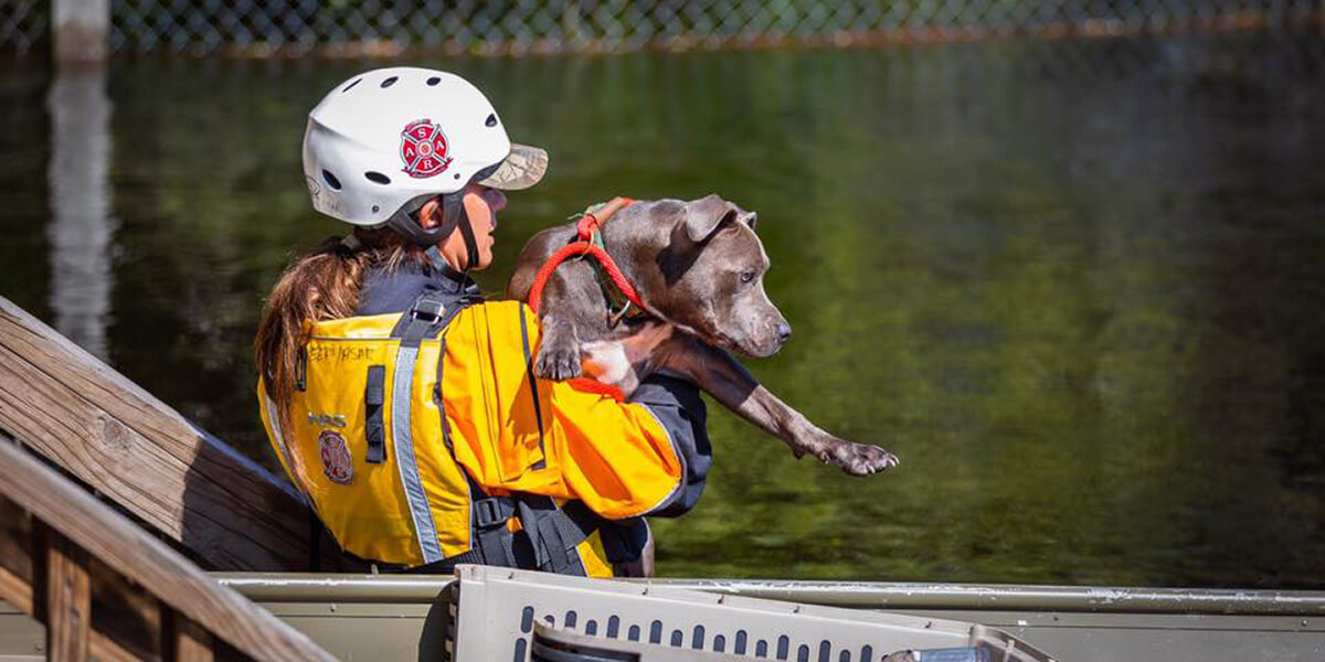 animal rescue responder helping dog
