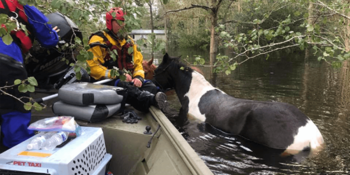 horse boat rescue during flood