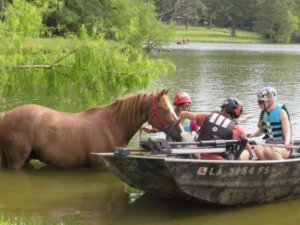 horse boat small